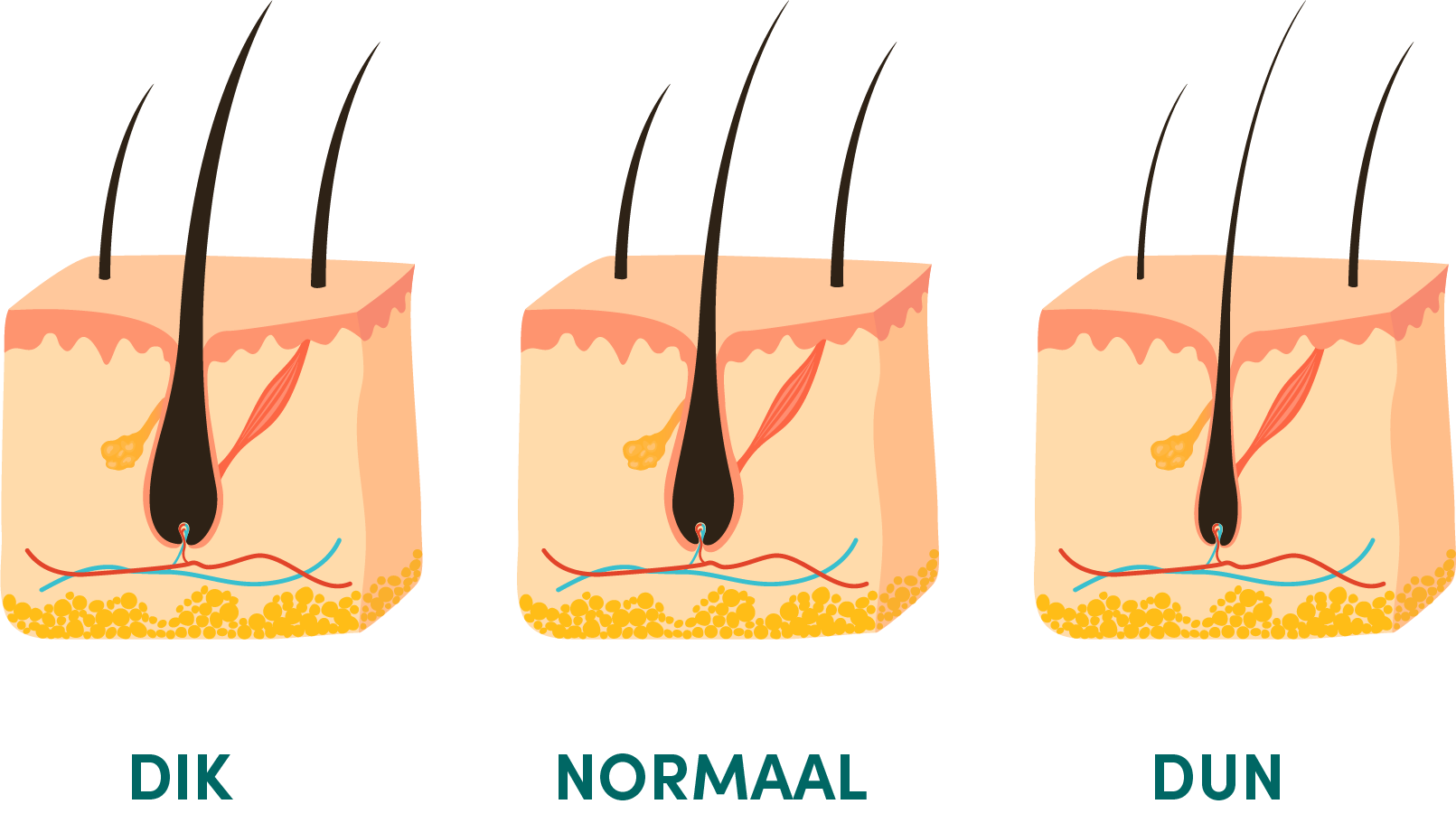 Afbeelding die helpt te bepalen of je dik, normaal of dun haar hebt.
